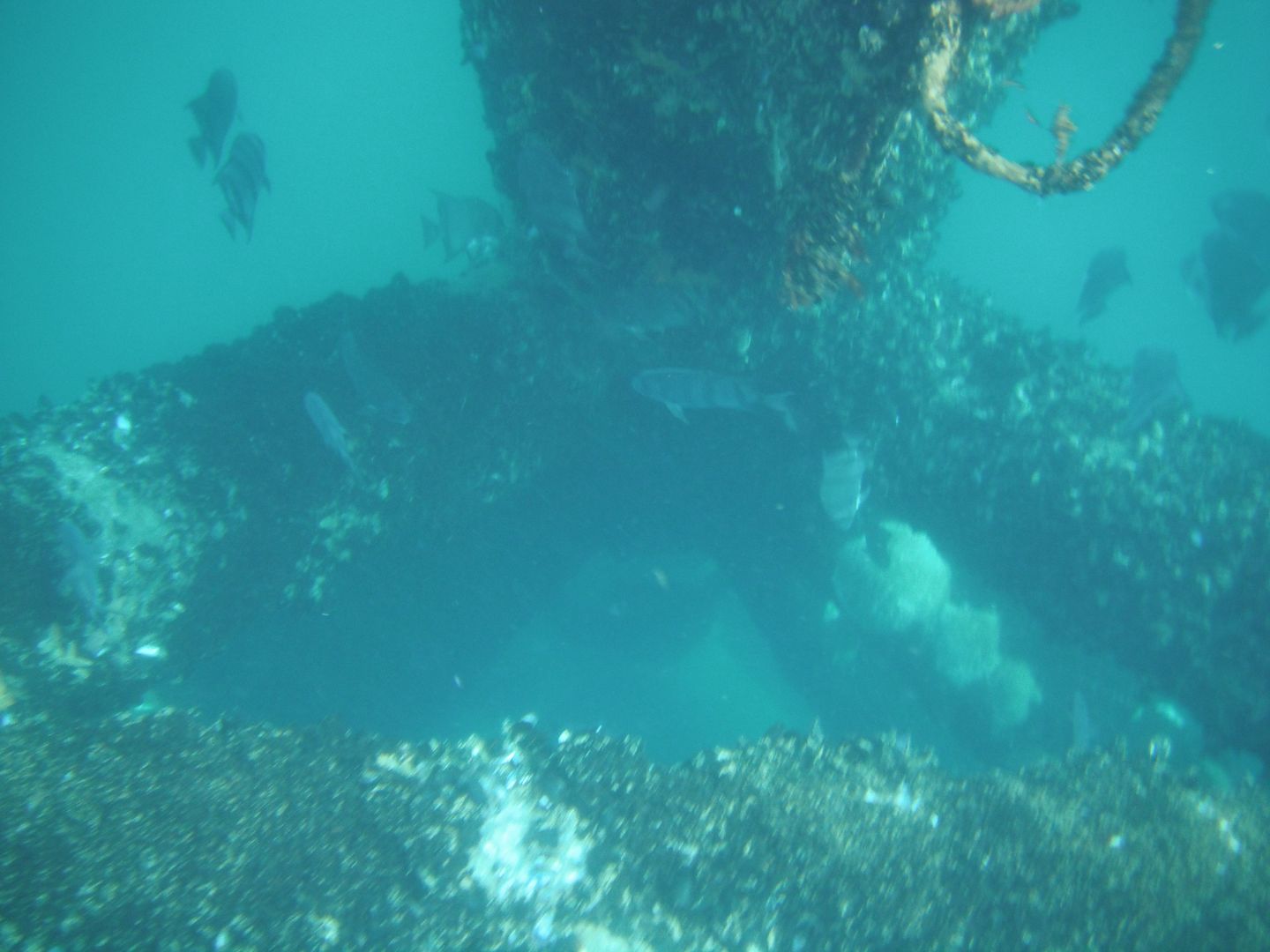 Jet Ski Underwater Adventure BASS BARN